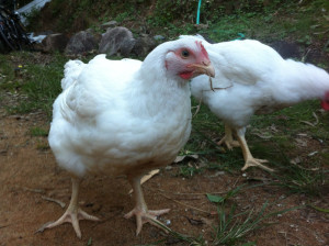 An unnecessarily short miserable life for a battery hen An unnecessarily short miserable life for a battery hen