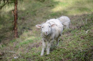 Lilly rescued lamb