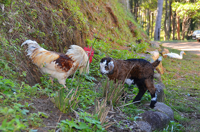 Lucy making friends with Bubble the rooster