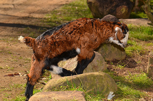 Lucy rescued goat