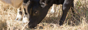 Born free, a baby calf born at the Farm Animal Rescue Sanctuary