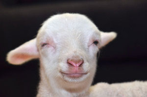 lambs are babies that are slaughtered as an unnecessary source of food