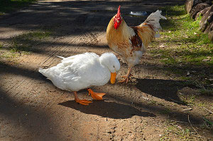 Two of Farm Animal Rescue's first residents