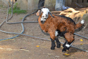 Life at Farm Animal Rescue