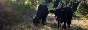 Open Day at Farm Animal Rescue