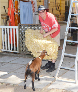 Volunteering at Farm Animal rescue