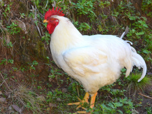 Broiler chickens are used for fast food companies like KFC 