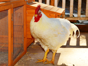 An unnaturally large broiler chicken