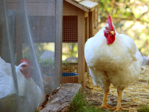 Marshall and Cindy Broiler Chickens