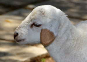 a lamb rescued