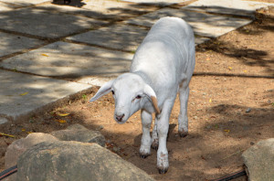 A dorper lamb cross