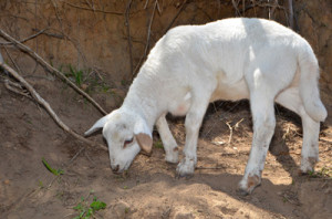 Isabella a lamb full of life on Australia Day