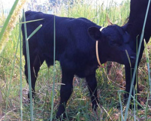 Meet Samuel the Angus Calf at the working bee