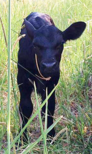 Meet Samuel the Angus Calf at the working bee