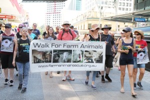 2013 Walk for Farm Animals