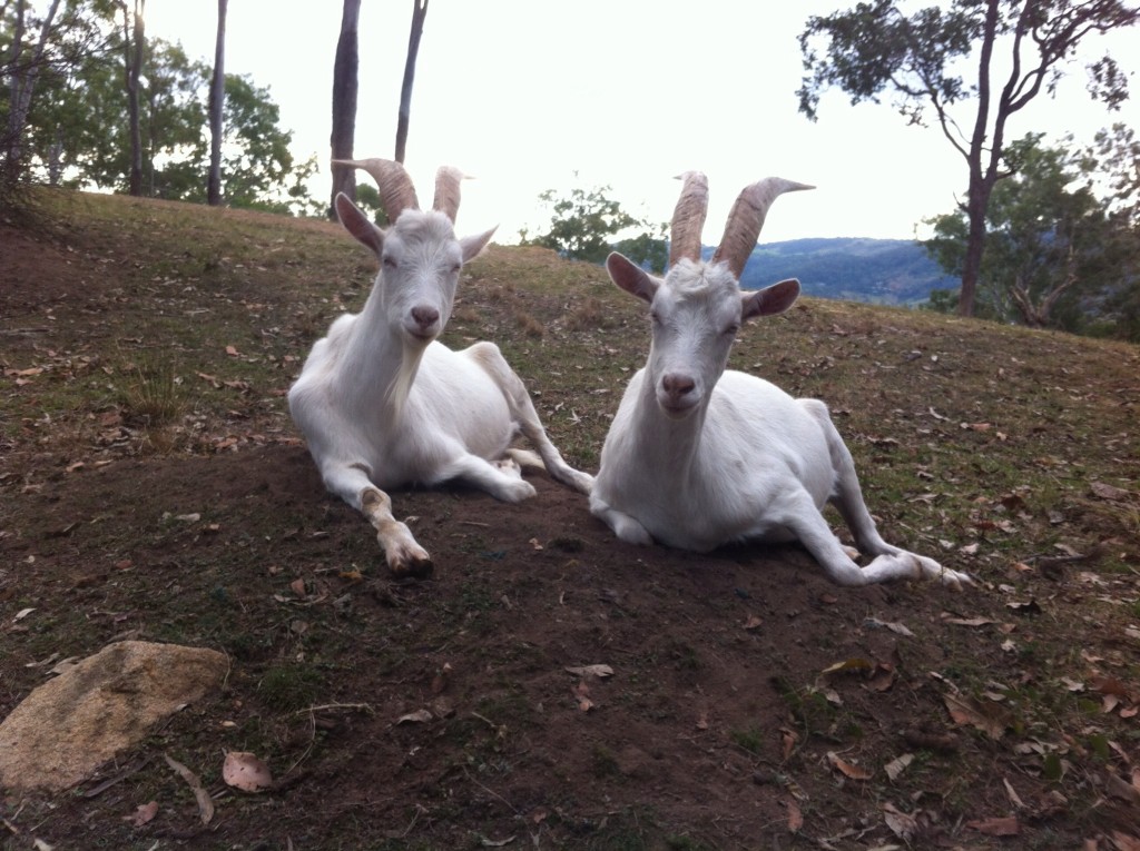 Rescued goats