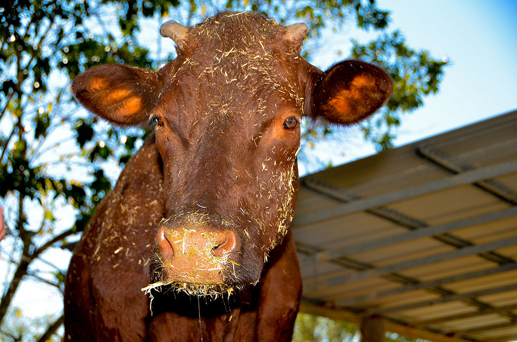 Mary rescued ersey cow