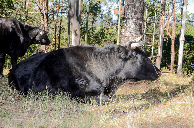 Ferdinand has a forever home at Farm Animal Rescue