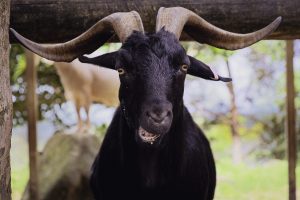 Rescued Goat gabriel