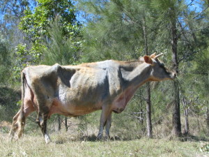 Mrs Moo arrives at Oakview - Copy