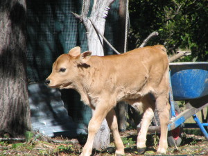 Sersha 3 weeks old