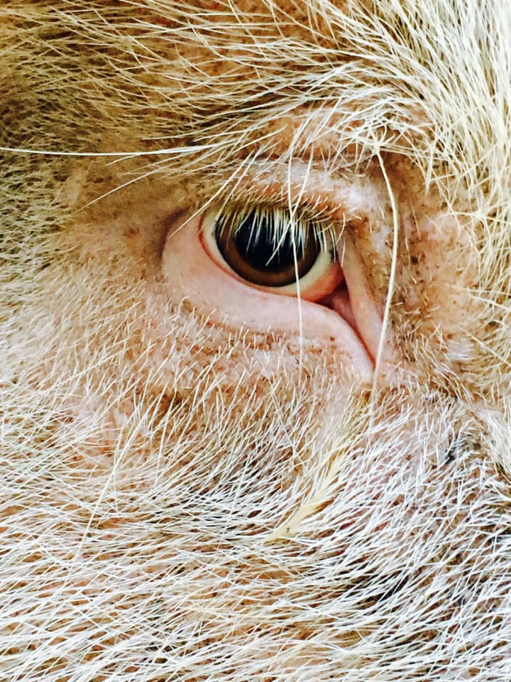 Portia Eye Portia Eye