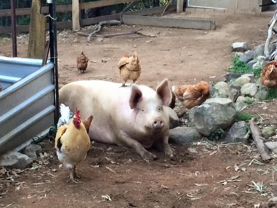 Portia and chickens Portia and chickens