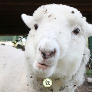 Lily the rescued lamb in April 2012
