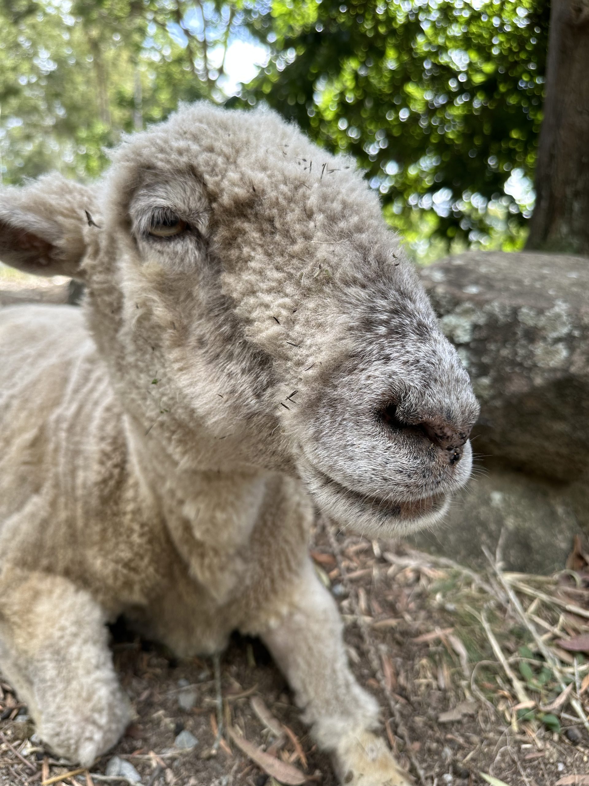 Lily the rescued lamb in April 2023