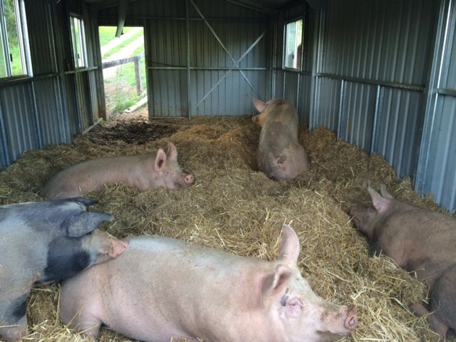 pigsnewbarn