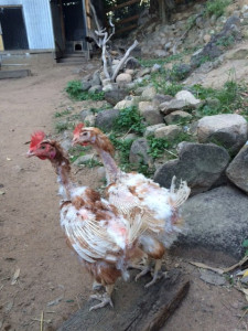 Barn Hens