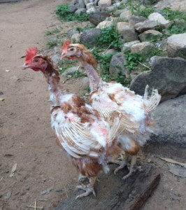 Barn hens