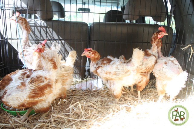 Rescued hens from a free range facility