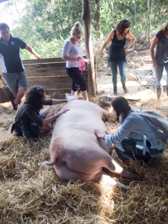 Happy pigs mingling with the visitors at FAR