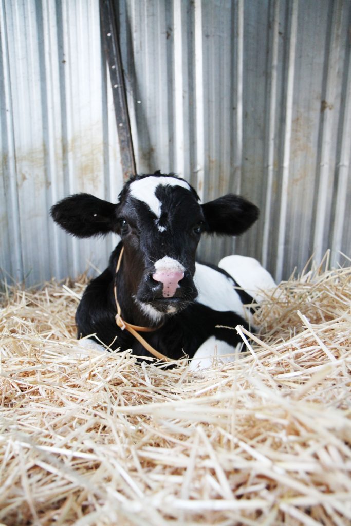 Cale Baby in hay #2