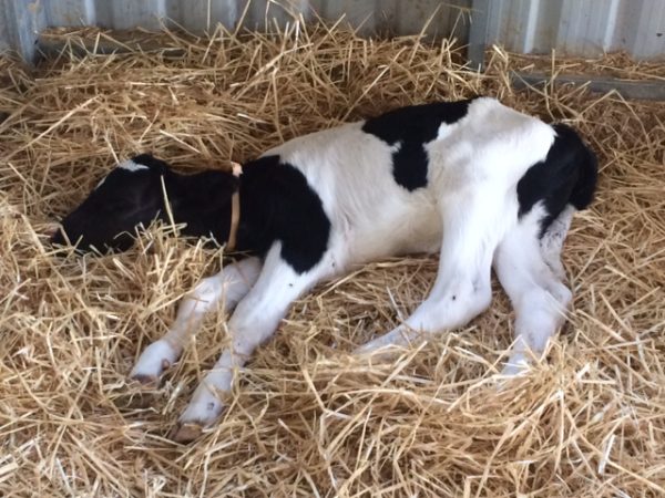 Cale Baby in hay