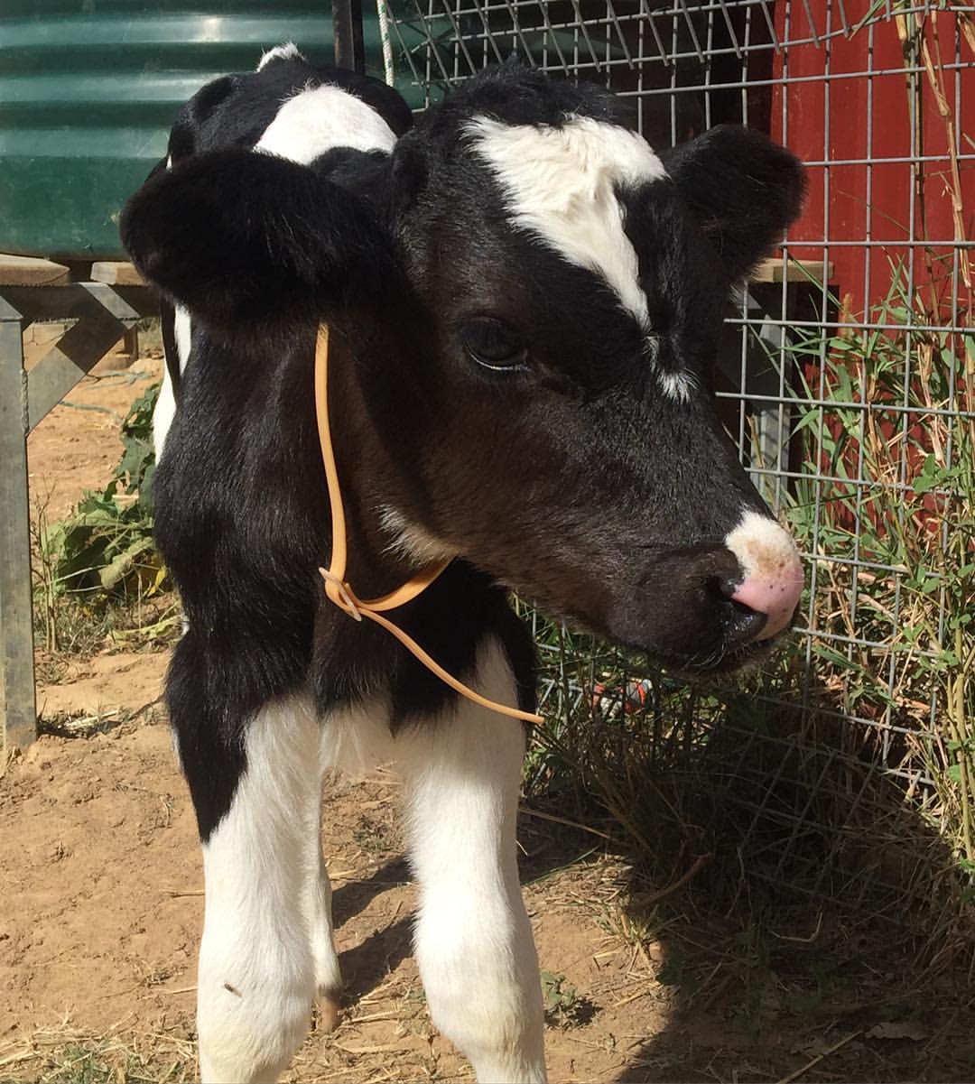 Cale Dairy Calf