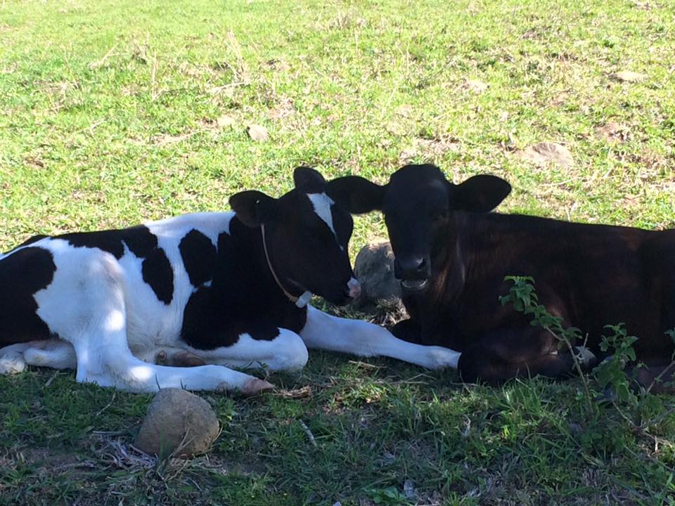 Cale and Alfie in the shade