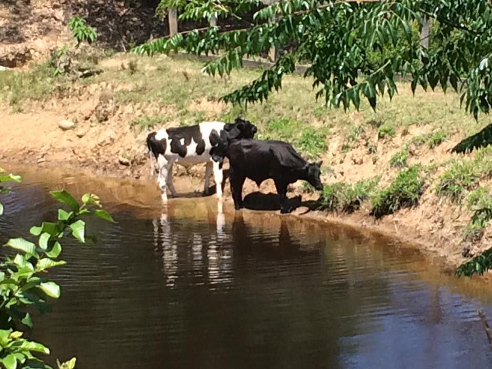 Cale and Alfie near the dam