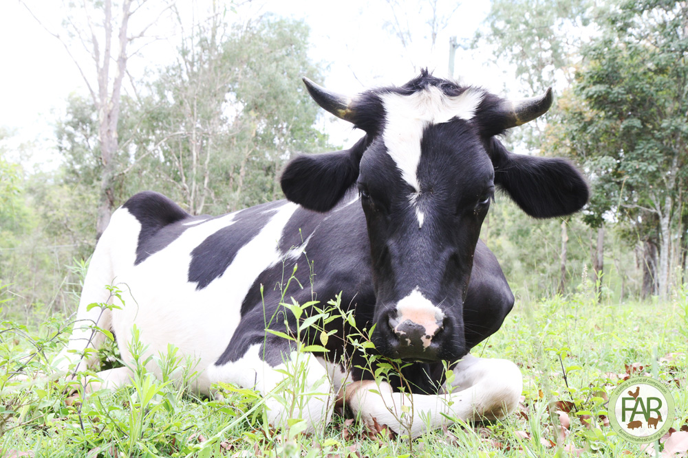 Cale farm animal rescue