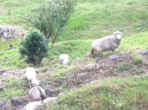 Rescued sheep Eve, Rose and Lily