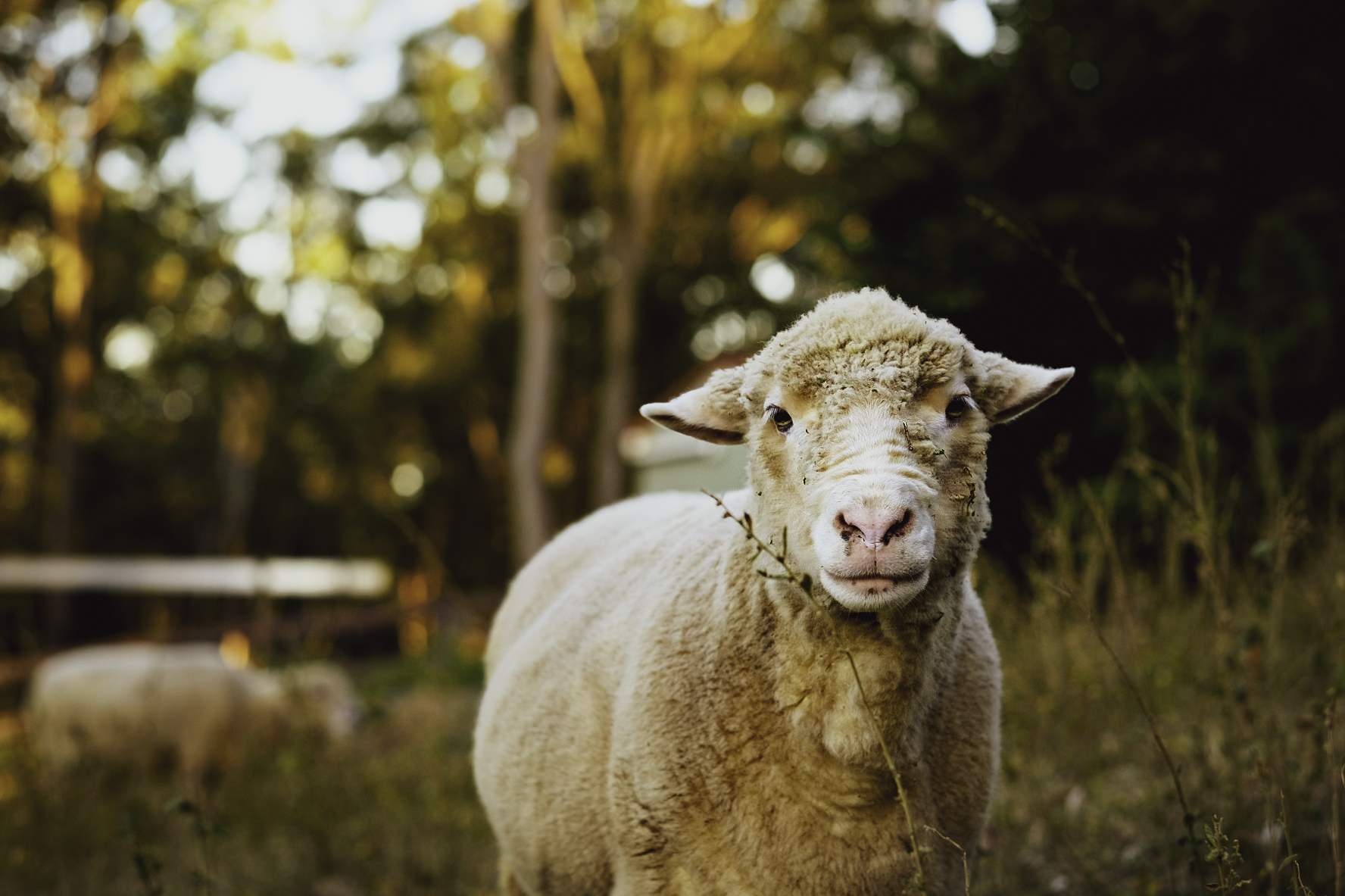 Rescued sheep