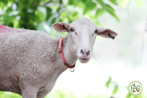 Joanie rescued sheep