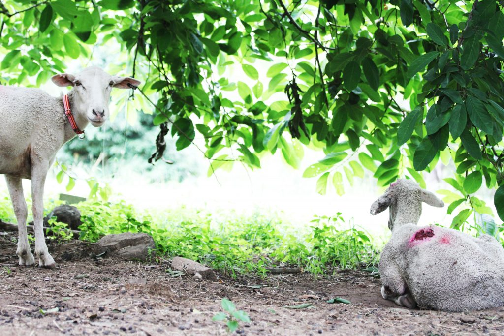 Joanie #4 Rescued sheep Joanie and Annie
