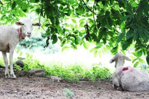 Rescued sheep Joanie and Annie