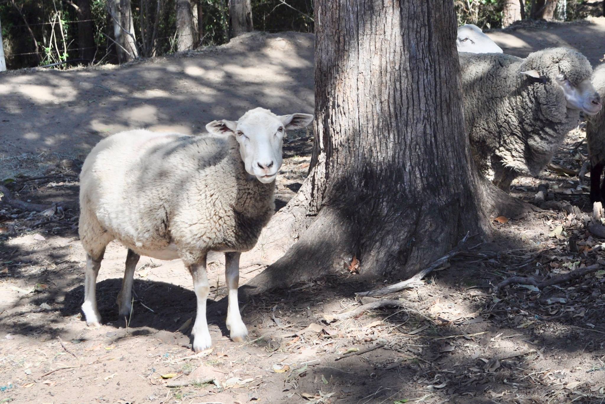 Joanie rescued sheep