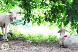 Annie and her sheepish friend