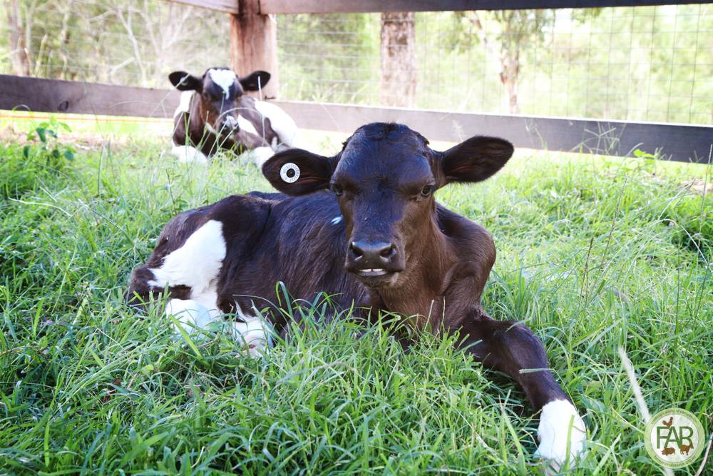 winston Noah and Winston get used to sanctuary life