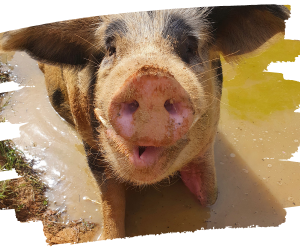 Picture of Kane, a rescued pig, in the dam at Farm Animal Rescue