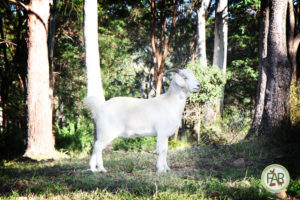 Rescued goat James